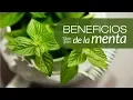 Download Lagu Propiedades de la Menta y Beneficios