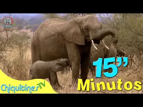 Download MP3 El Sonido de los animales - Canción Infantil - 15 minutos