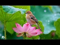 Relaxing Piano \u0026 Bird Songs with Gentle Rain 🍃 Peaceful music for deep sleep and full relaxation