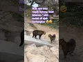 Download Lagu kucing gaduh/ribut 🐈😅#shortfeed #cat #bertengkar