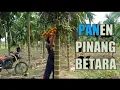 Download Lagu PANEN PINANG BETARA USIA TANAMAN 4 TAHUN#shorts