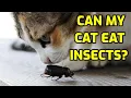 Is It Safe For A Cat To Eat Bugs