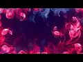 background 1080p loop Free to use