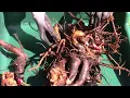Download Lagu Splitting, Dividing, Transplanting and Potting Rhubarb - Step by Step