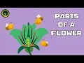 Flower Structures and Function Parts of a Flower Insect Pollinated Flowers