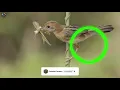 Download Lagu KICAU BURUNG CICI PADI MASTERAN