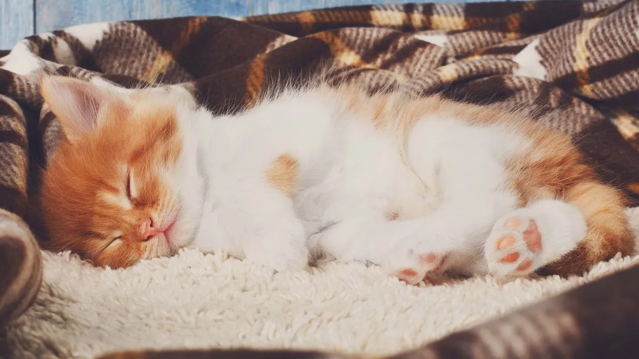 나의 고양이를 위한 힐링음악 🎹 고양이 골골송 소리 및 피아노 음악🐱침착한 고양이를 위한 음악, 외출 스트레스 예방