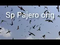 Download Lagu suara walet terbaik sp Pajero orig