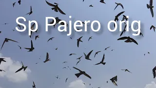 Download suara walet terbaik sp Pajero orig MP3