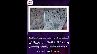 اكتشاف عش دبابير ضخم داخل حمام فى ملبورن الأسترالية بحجم كرة سلة 