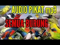 SUARA PIKAT semua burung kecil ribut durasi panjang