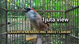 kicauan burung kaso kaso gacor