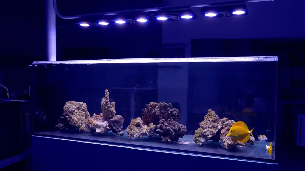 The Flagship Peninsula Reef