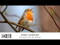 Download Lagu Burung Eksotis Langka dengan Lagu Aneh – Suara Alam yang Menenangkan untuk Belajar, Fokus \u0026 Menghilangkan Stres