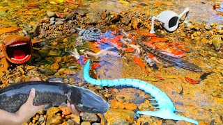 Catching many colorful ornamental betta fish, giant catfish, turtles, koi, snakehead fish