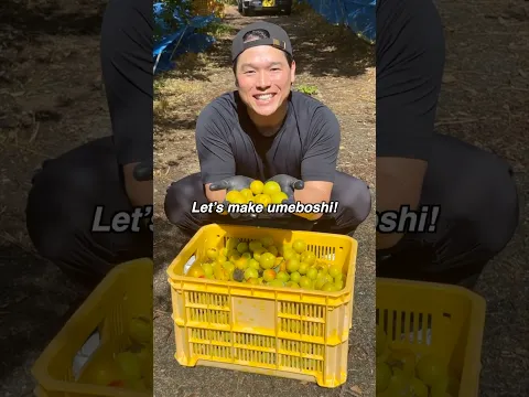 Let’s make Japanese Umeboshi @samuraigockey