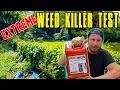 Download Lagu Ultimate DIY Weed Killer? Test with RESULTS!!! *Must See*