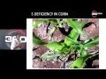 Sulfur in Corn