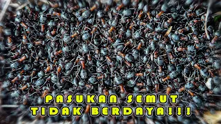 Musuh Alami Semut