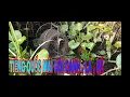 Download Lagu TIẾNG QUỐC MÁI ĐÔI CANH , LA , RÉ HAY. #Kimmaosuvuong #Tiengquocmai #Tiengchimquoc