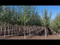 How to Select a Tree from a Nursery