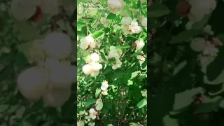 عبد الحليم حافظ عاشق ليالي الصبر مداح القمر 