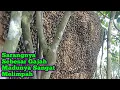 Download Lagu Sarang Lebahnya Sebesar Gajah,Madunya Mewah Dan Melimpah Ruah    #bee#honey#panenmaduhutan#trending 