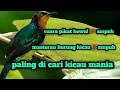 Download Lagu SUARA KHUSUS PIKAT KOLIBRI WULUNG|| AMPUH BANGET