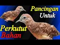 Download Lagu Perkutut lokal MEMANGGIL terapi untuk perkutut BAHAN.