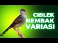 Download Lagu Ciblek Nembak Variasi, Masteran Ciblek Bren Variasi