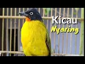 Download Lagu Burung kutilang emas Gacor full isian cocok buat Pancingan