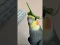 Download Lagu Cutest cockatiel whistling 💖
