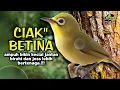 Download Lagu Ciak Ciak Kecial Kuning Betina Ampuh Bikin Kecial Jantan Gacor Joss Bertenaga‼️| PEPADU KECIAL
