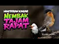 Lagu 24 JAM NONSTOP!! AUTO JUARA MASTERAN BURUNG TEMBAKAN KASAR TAJAM PALING DI TAKUTI LAWAN!