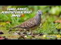 Download Lagu Suara jernih Perkutut Lokal untuk Pikat Ampuh.Mp3