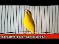 Download Lagu mozambik gacor, speed rapat..