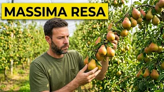 RACCOLTA DELLE PERE: come abbiamo RAGGIUNTO questa RESA