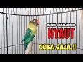 Download Lagu Suara LOVEBIRD FIGHTER NGEKEK PANJANG TERBUKTI Cepat Bikin BUNYI, PANCING SEKALI LANGSUNG NYAUT