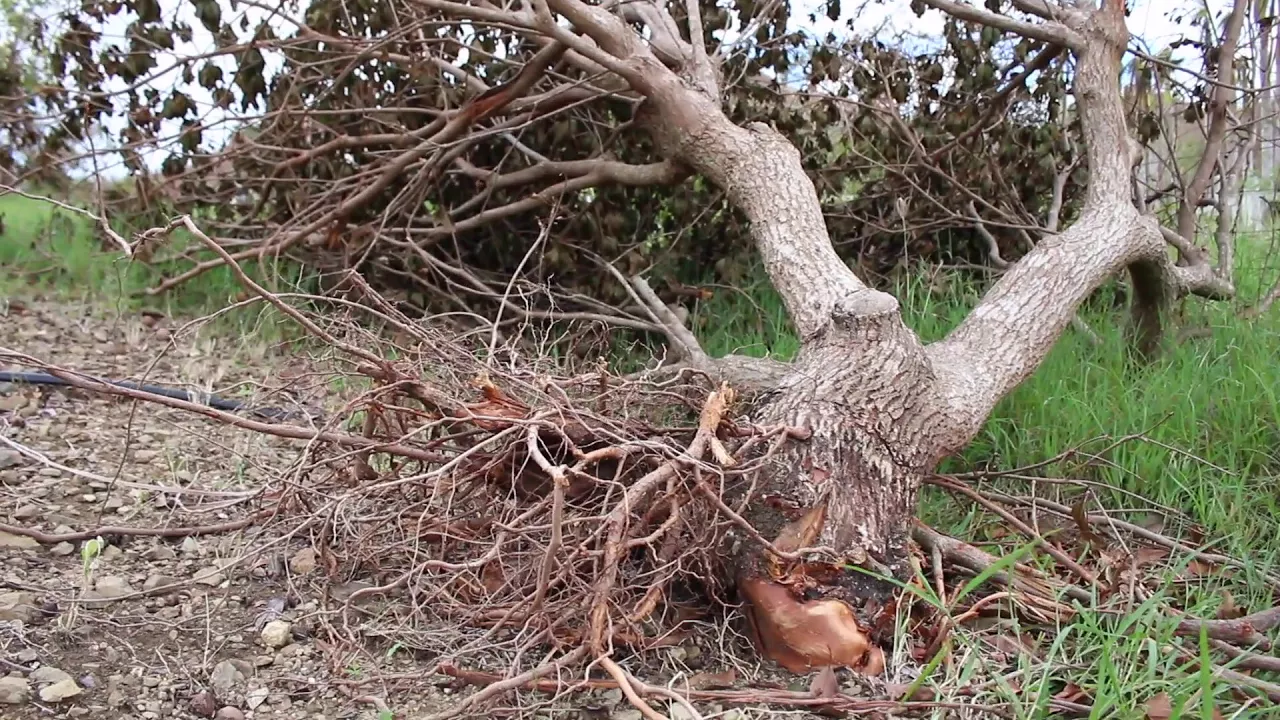 Hurricane Maria - Category 5 Hurricane Aftermath