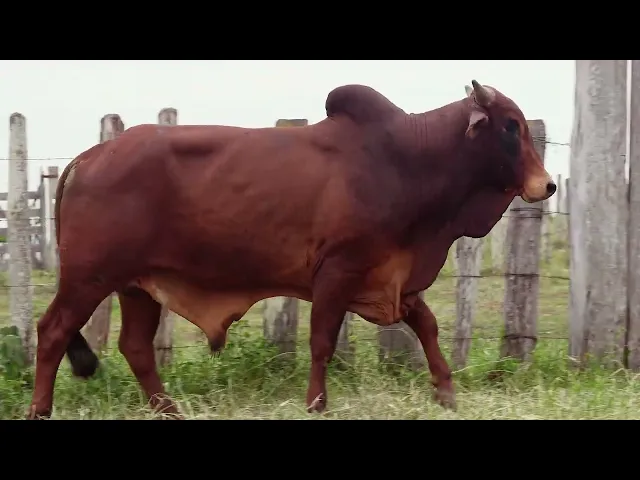 Touro Sindi RAJT - 2705