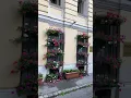 Download Lagu Geranium Windowbox Heaven #flowers #plants #youtubeshorts