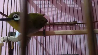 suara pleci auri betina pancingan pleci jantan