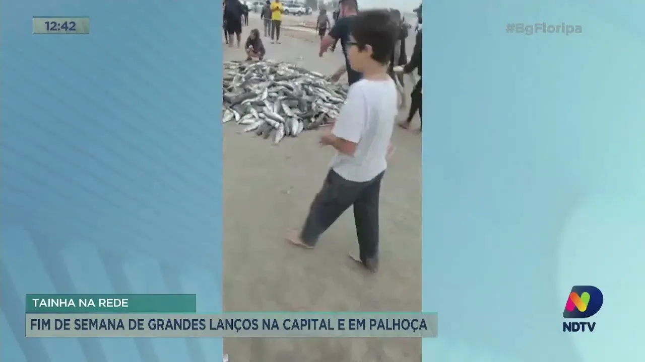 Tainha na rede: fim de semana de grandes lanços em Florianópolis e Palhoça