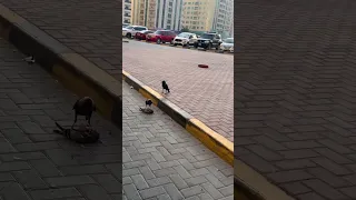 الغراب يفترس الحمامة لأصحاب القلوب القوية 