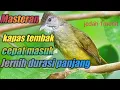 Download Lagu masteran kapas tembak jernih jeda 1menit