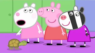 Peppa Pig Playground 🐽 | Dr Hamster’s Tortoise | Peppa Pig Full Episodes