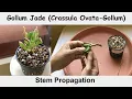 Gollum Jade Crassula Ovata-Gollum Stem Propagation