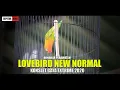 Download Lagu bongkar perawatan LOVEBIRD NEW NORMAL si KONSLET GAYA EXTRIME