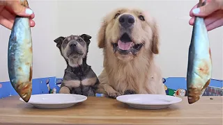 My Two Dogs Review Food Fo The Firts Time! it's CRAZY