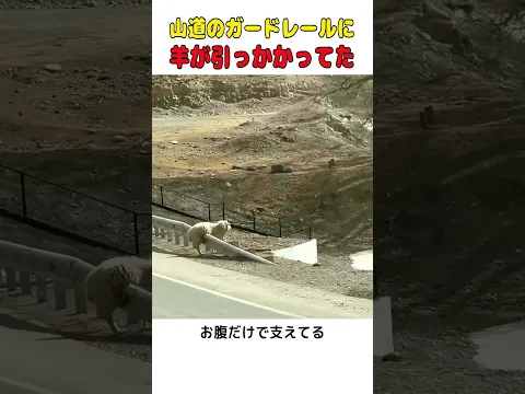 ガードレールにお腹だけで引っかかった羊…通りかかった人が降ろしました🐑  #shorts #動物救出 #羊